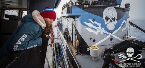 Les coulisses de l'opération pour sauver les vaquitas avec Sea Shepherd | Zones humides - Ramsar - Océans | Scoop.it