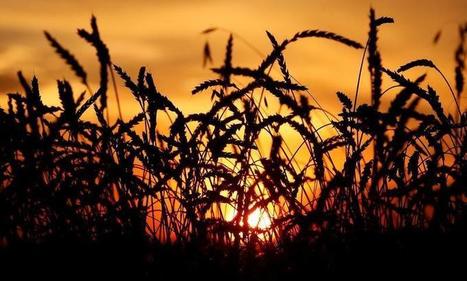 Russia ups wheat exports to Turkey after trade row ends | CONFLIT RUSSO-UKRAINIEN | Scoop.it