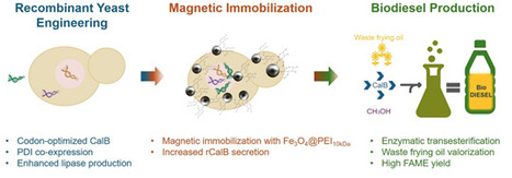 Dual-Promoter-Driven Secretion of Recombinant Candida antarctica Lipase B from Magnetically Immobilized Komagataella phaffii for Biodiesel Production | asb | RMH | Scoop.it