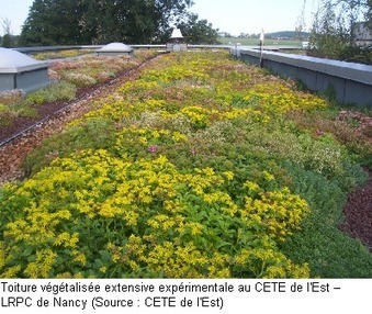 Impacts des toitures végétalisées sur la qualité des eaux pluviales | Build Green, pour un habitat écologique | Scoop.it