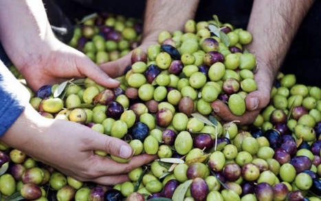 MAROC : augmentation de la production nationale d’olives malgré la sécheresse | CIHEAM Press Review | Scoop.it