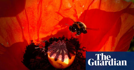 Country diary: A scarlet shimmer of poppies, irresistible to bees | Bees | The Guardian @DrPaulEvans @Varvera  | World Science Environment Nature News | Scoop.it