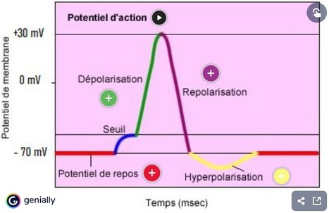 Image interactive : les potentiels membranaires | Veille Éducative - L'actualité de l'éducation en continu | Scoop.it