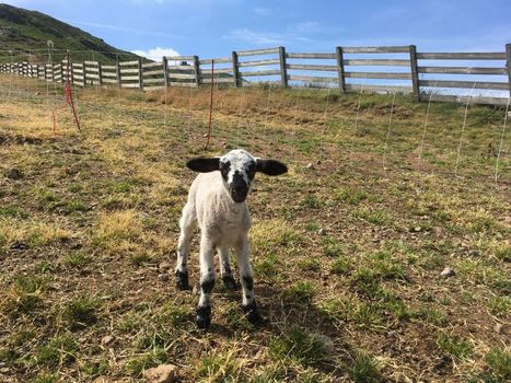 Présence du loup dans le Cantal, comment les éleveurs s'organisent | Loup | Scoop.it
