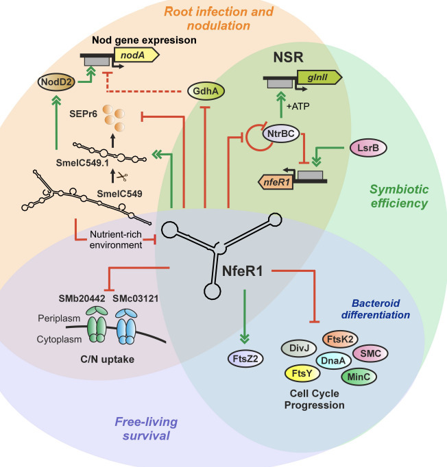 A single small RNA shapes multiple symbiotic tr...
