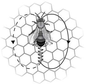 Mechanisms of collective decision-making in bees (Politicians & Proselytizers) | Science News | Scoop.it