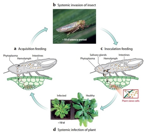 Annual Review of Phytopathology: Diverse Targets of Phytoplasma Effectors: From Plant Development to Defense Against Insects | Plants and Microbes | Scoop.it