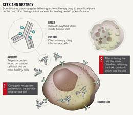 Toxic antibodies blitz tumours : Nature News | Immunology | Scoop.it