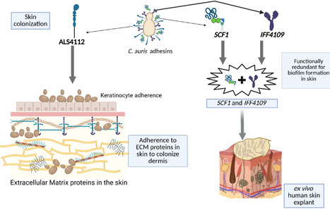 mGem: Fungal adhesins in Candidozyma auris confer unique fitness for skin colonization | mBio | RMH | Scoop.it