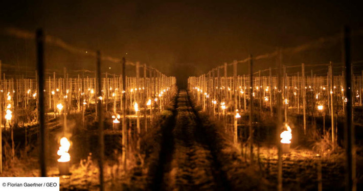 "Développement durable" de la vigne: l'ONU du vin appelle à faire face au changement climatique | Thématique Gastronomie et Oeno | Scoop.it