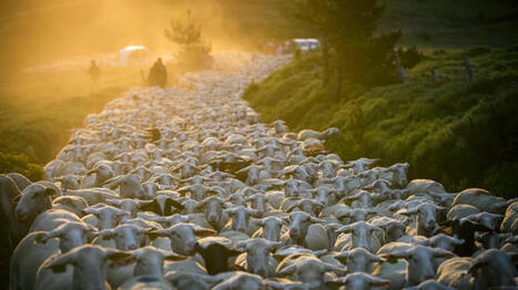 « Être prêts pour la transhumance » | Actualités de l'élevage | Scoop.it