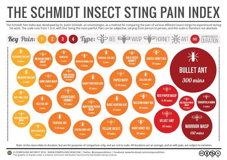 Voici les 11 piqûres d’hyménoptères les plus douloureuses au monde | Variétés entomologiques | Scoop.it