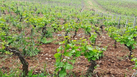 Le Vignoble Nantais frappé par un gros orage, les dégâts limités dans les vignes - ici | Agriculture en Pays de la Loire | Scoop.it