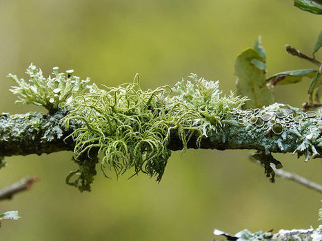 Lichens et réchauffement climatique: peuvent-ils nous aider ? | Biodiversité | Scoop.it