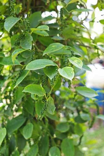 Le Poivre : Comment ça pousse ? – Beendhi | Epices, aromates, poivre et vanille | Scoop.it