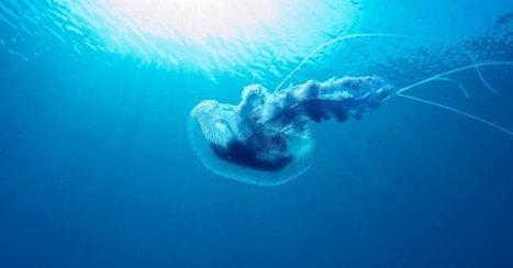 D&rsquo;importants changements vont bouleverser la biodiversit&eacute; marine | Biodiversit&eacute; | Scoop.it