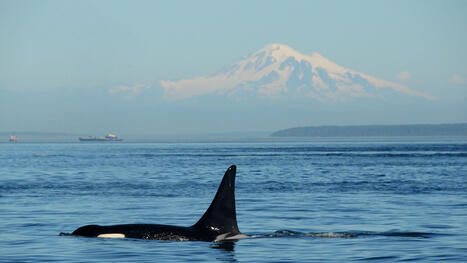 Chewed-up orca fins on Russian beach point to cannibalism, and scientists say it may explain why some pods are so tight-knit | Soggy Science | Scoop.it