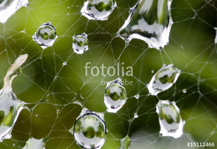"dew" Stockfotos und lizenzfreie Bilder auf Fotolia.com - Bild 15112466 | Freakinthecage Webdesign Lesetips | Scoop.it