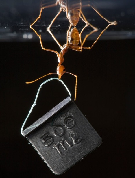 Le secret de l’adhérence à toute épreuve de la fourmi tisserande | EntomoNews | Scoop.it