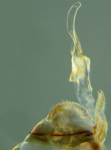 L'image du mois : Un p&eacute;nis f&eacute;minin | EntomoScience | Scoop.it