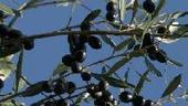 Horizon 2020 strengthens capacities of Mediterranean countries on how to reduce olive mill waste | CIHEAM Press Review | Scoop.it