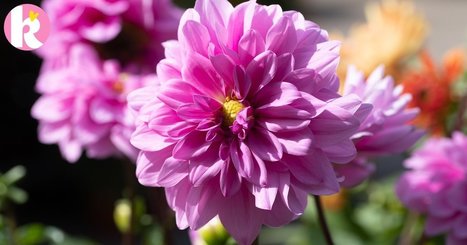 N&auml;in hoidat kes&auml;kukkia hyvin | 1Uutiset - Lukemisen t&auml;hden | Scoop.it