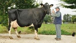 Longévité des vaches laitières - « Les vêlages précoces sont ... - Web-agri | Agrofourniture | Scoop.it
