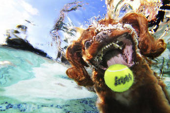 ¡Perros bajo el agua! | Artículos CIENCIA-TECNOLOGIA | Scoop.it