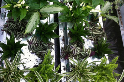 Astredhor : aquaponie et phytoépuration à l'essai | HORTICULTURE | Scoop.it