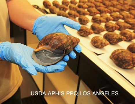 67 giant African snails, meant for human consumption, seized at LAX | Coastal Restoration | Scoop.it