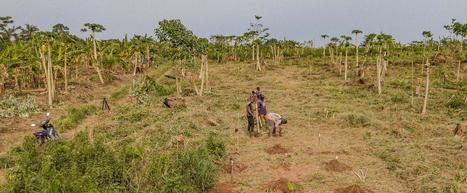 AFRIQUE : Le SOL est à la base du bon fonctionnement des écosystèmes : leçons de Côte d’Ivoire | CIHEAM Press Review | Scoop.it