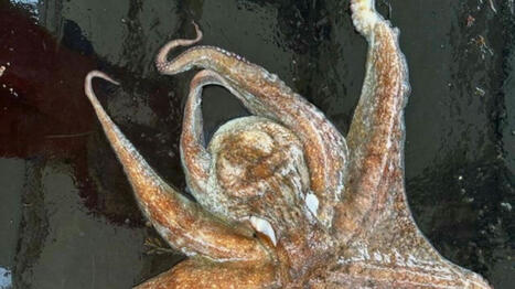 Après les bretons, les pêcheurs normands s’inquiètent de l’arrivée du poulpe | HALIEUTIQUE MER ET LITTORAL | Scoop.it
