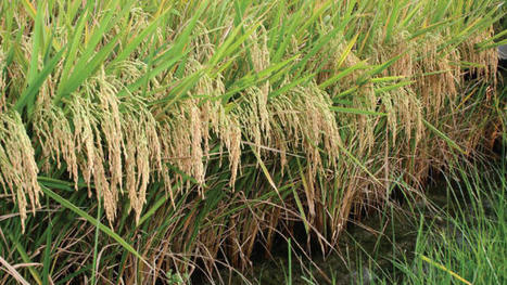 MALAWI: Prospering Together with Rice | SRI Global News: Nov. 2023 - Jan. 2024 **sririce.org -- System of Rice Intensification | Scoop.it