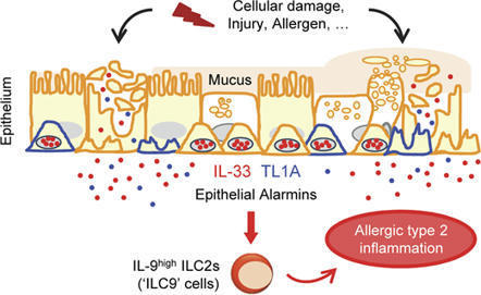 TL1A is an epithelial alarmin that cooperates with IL-33 for initiation of allergic airway inflammation | Journal of Experimental Medicine | Rockefeller University Press | Allergy (and clinical immunology) | Scoop.it