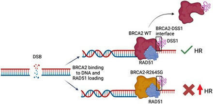Une variante de BRCA2 qui augmente la recombinaison | Life Sciences Université Paris-Saclay | Scoop.it