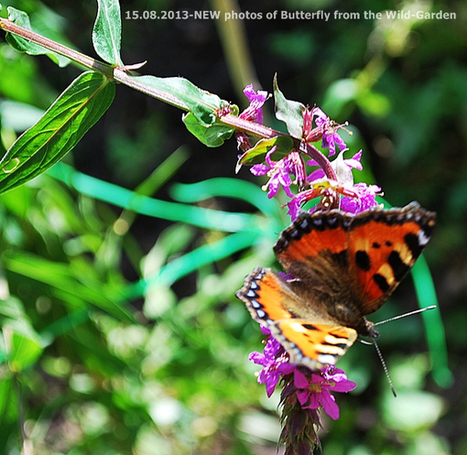 Gardening: The Wild-Garden | Butterflies | Hobby, LifeStyle and much more... (multilingual: EN, FR, DE) | Scoop.it