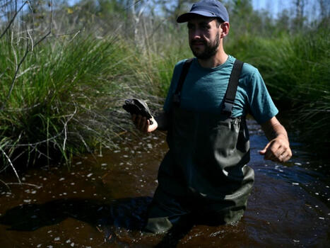 Sur les terres brûlées de Gironde, les premiers signes du retour de la nature | Biodiversité - @ZEHUB on Twitter | Scoop.it