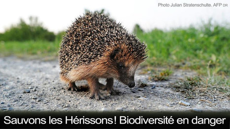 Sauvons les hérissons: biodiversité en danger! | 16s3d: Bestioles, opinions & pétitions | Scoop.it