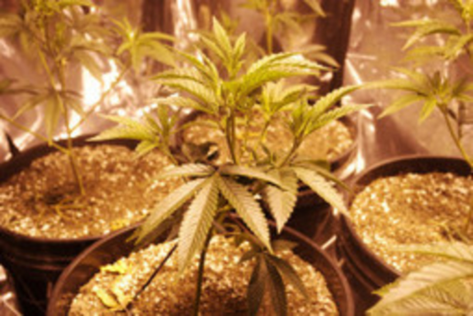 AZ: Medical Marijuana Patients Have 'No Constitutional Right' to Grow | ReactNow - Latest News updated around the clock | Scoop.it