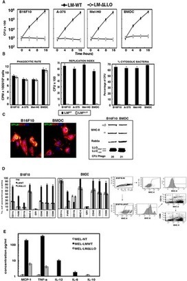 A Novel Therapy for Melanoma Developed in Mice: Transformation of Melanoma into Dendritic Cells with  Listeria monocytogenes | Immunology and Biotherapies | Scoop.it