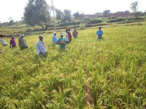 MADHYA PRADESH, INDIA: Building climate resilience | SRI Global News: Nov. 2024 - Jan. 2025  *SRI-Rice  --     System of Rice Intensification | Scoop.it