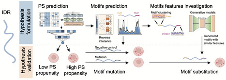 Interpretable and generative deep learning models explicate phase separating intrinsically disordered motifs | Ncm | RMH | Scoop.it