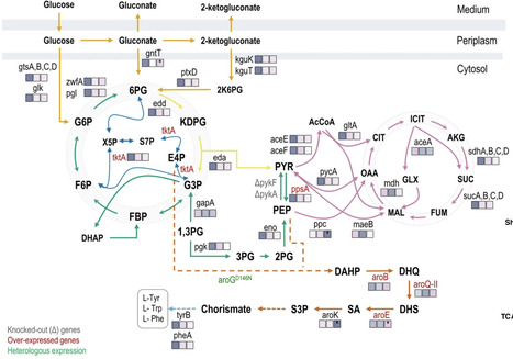 Comparative analysis of precursor supply and pathway reinforcement strategies for shikimic acid biosynthesis in Pseudomonas putida | Mcf | RMH | Scoop.it