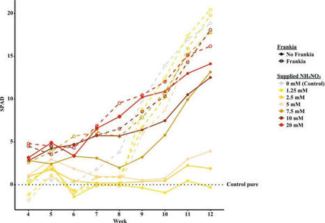 Nondestructive Detection of Frankia in Alnus glutinosa With NIR Spectroscopy | Plant-Microbe Symbiosis | Scoop.it