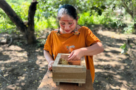 Defending Stingless Bees in the Peruvian Amazon | Industry 411 - Waste Management | Scoop.it