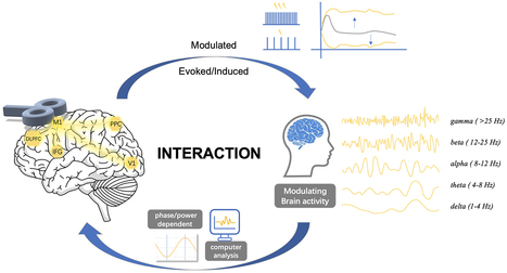 Improving of Brain-Machine Interaction Performance by Sensory and Transcranial Magnetic Stimulation&nbsp; | Neurovascular Intervention | Scoop.it