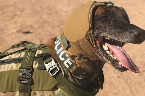 L&rsquo;entreprise am&eacute;ricaine Warhound veut &eacute;lever des chiens militaires g&eacute;n&eacute;tiquement modifi&eacute;s | DEFENSE NEWS | Scoop.it
