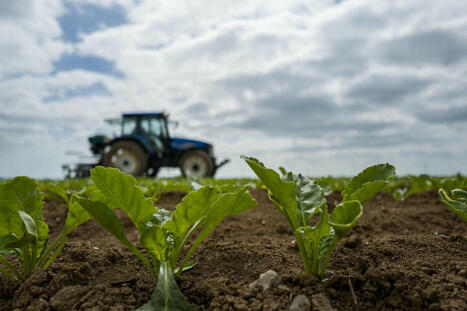 Agriculture : les betteraviers à la recherche de substituts aux néonicotinoïdes | HORTICULTURE | Scoop.it