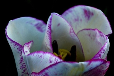 Natural garden recipes for pest and disease control | Gardening Life | Scoop.it