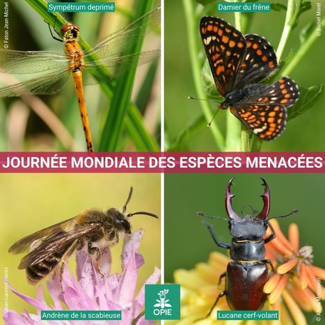 11 mai : Journée mondiale des espèces menacées | Variétés entomologiques | Scoop.it
